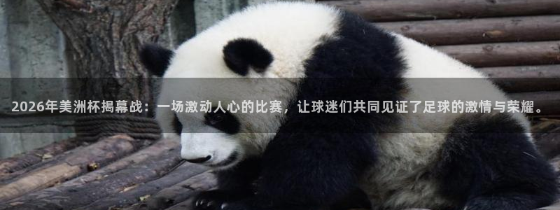 2026年美洲杯揭幕战：一场激动人心的比赛，让球迷们共同见证了足球的激情与荣耀。