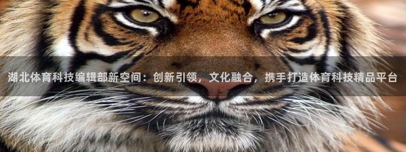 湖北体育科技编辑部新空间：创新引领，文化融合，携手打造体育科技精品平台